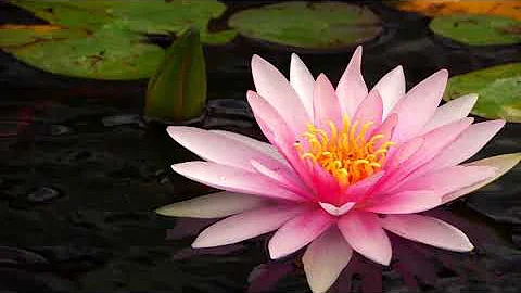 Lotus flowers on lake water yo