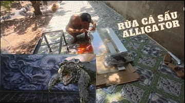 Làm hồ nuôi rùa cá sấu/ Alligator snapping turlte
