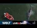 🐋 WAL-DRAMA 🔴 Letzte Reise für Timmy? Showdown! Barge soll Buckelwal in die Nordsee schleppen | LIVE