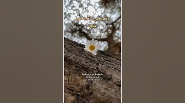 إِنَّ اللَّهَ وَمَلَائِكَتَهُ يُصَلُّونَ عَلَى النَّبِيِّ ۚ | سورة الأحزاب | للشيخ ناصر القطامي❤️‍🎧🌷