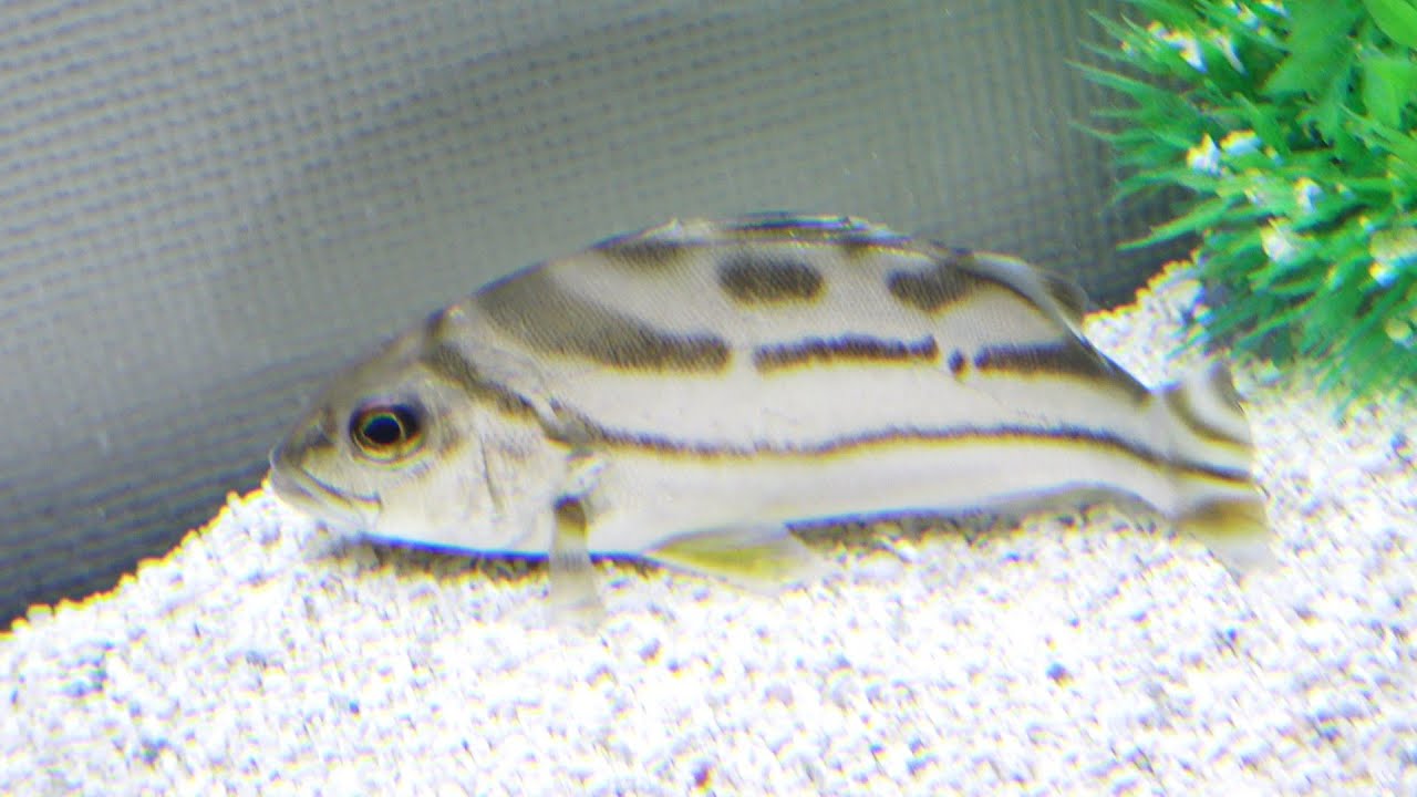 釣り針を飲み込んでしまった魚の末路