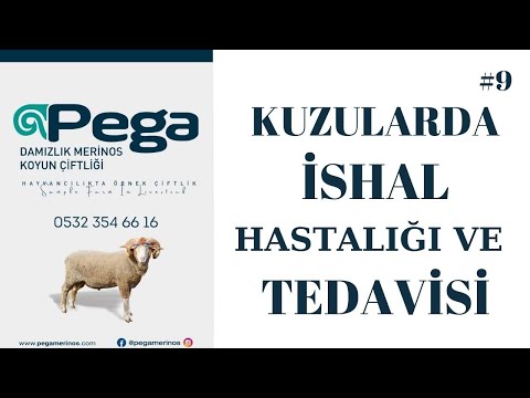 KUZULARDA İSHAL HASTALIĞI ve TEDAVİSİ