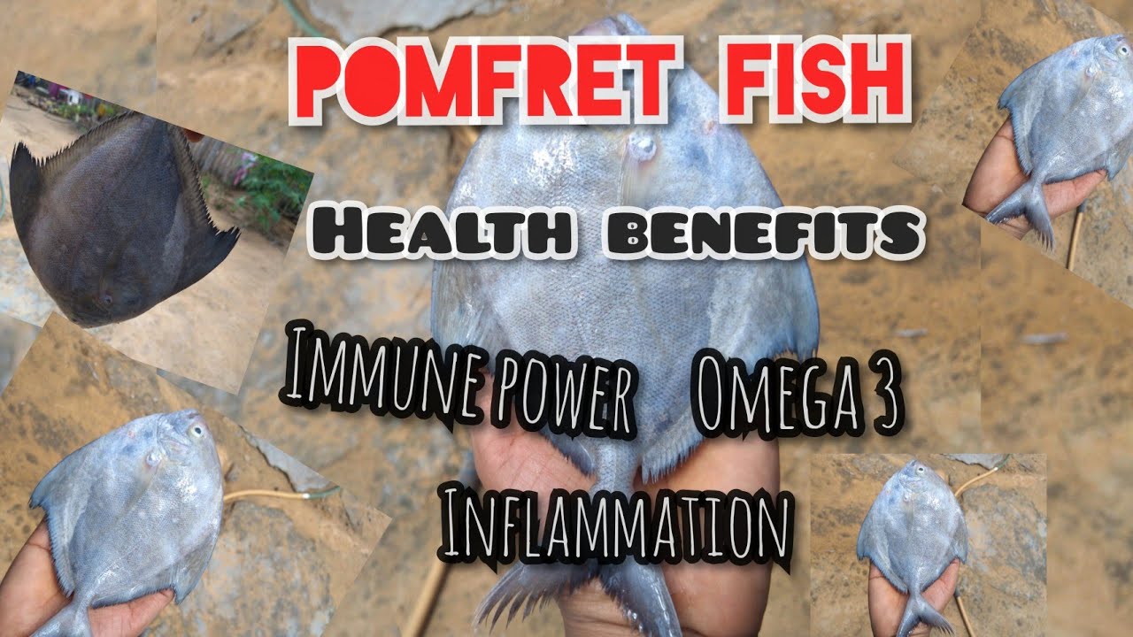Black Vavval or pomfret fish health benefits YouTube