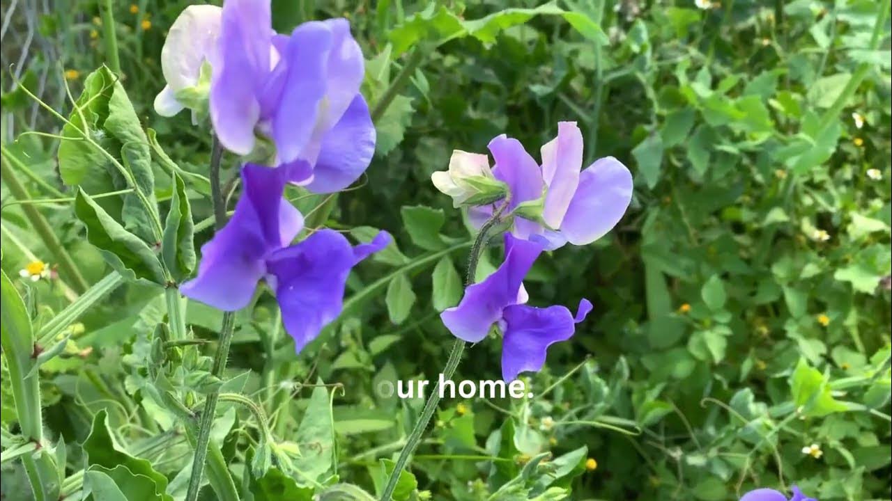 what does sweet pea smell like