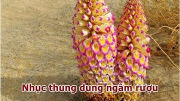 Nhục thung dung ngâm rượu