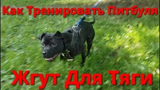 Как тренировать питбуля??? Борцовский жгут для тяги