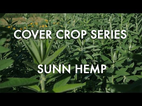 וִידֵאוֹ: גידול Sunn Hemp: How To Plant A Sunn Hemp Cover Crop