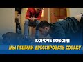 Короче говоря, мы решили дрессировать собаку