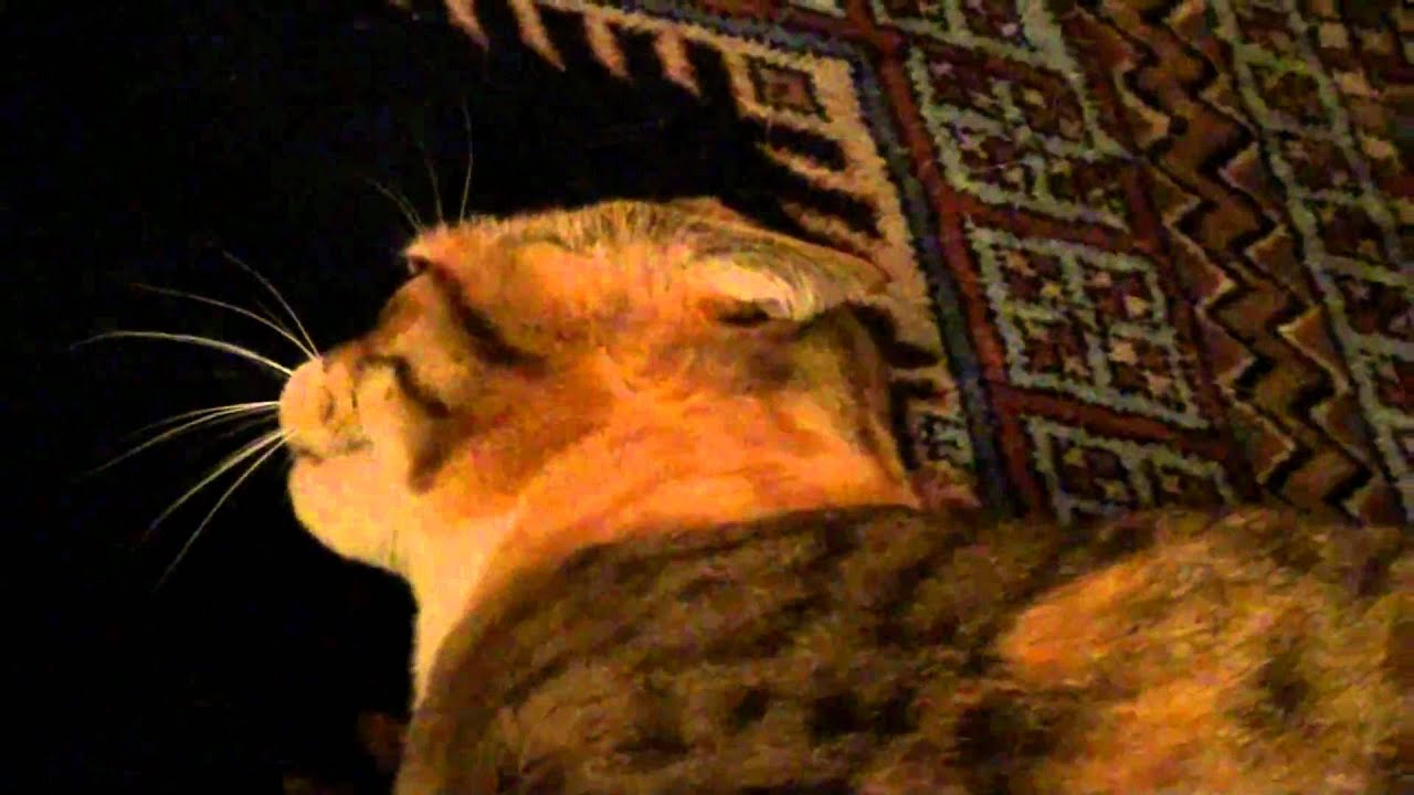 Poochi, the quacking cat pt.II - YouTube