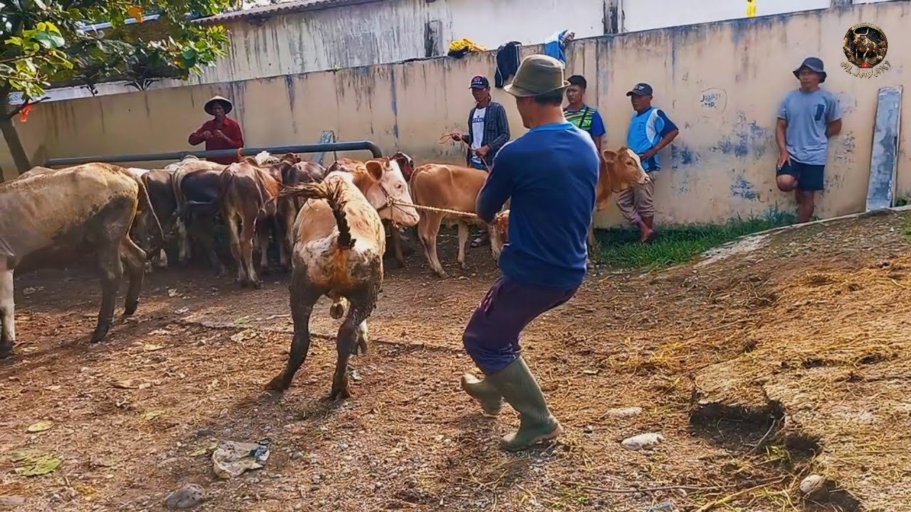 REVIEW SAPI OLENG DAN SAPI RAKSASA‼️DARI PENURUNAN SAMPAI TERJUAL🔥🔥 ...