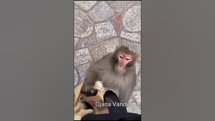 Funny dabbing monkey mama & biscuits #shorts #funny #dabbingvideo