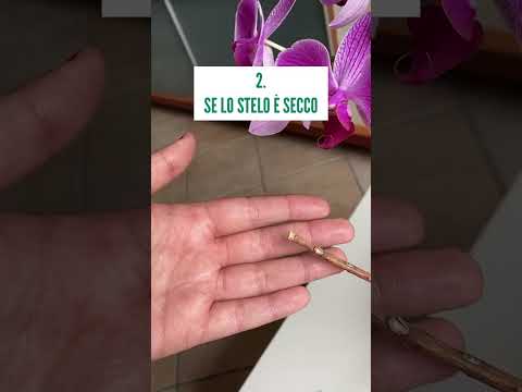 Video: Boccioli di orchidea dormienti: metodi di risveglio