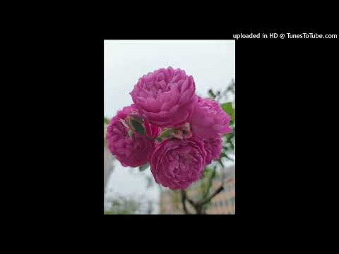 S402-一顆紅蛋