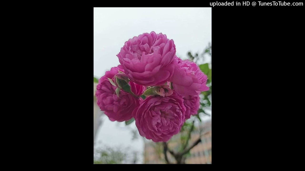  - HeartVod