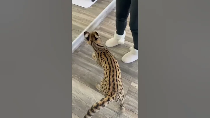 Watch the video about Serval kitten is very excited for his bottle!