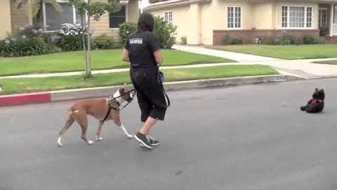 Address Fear Aggression