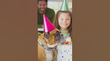 Thumbnail of Happy Birthday from #Doggyland 🎊🎁🎈
