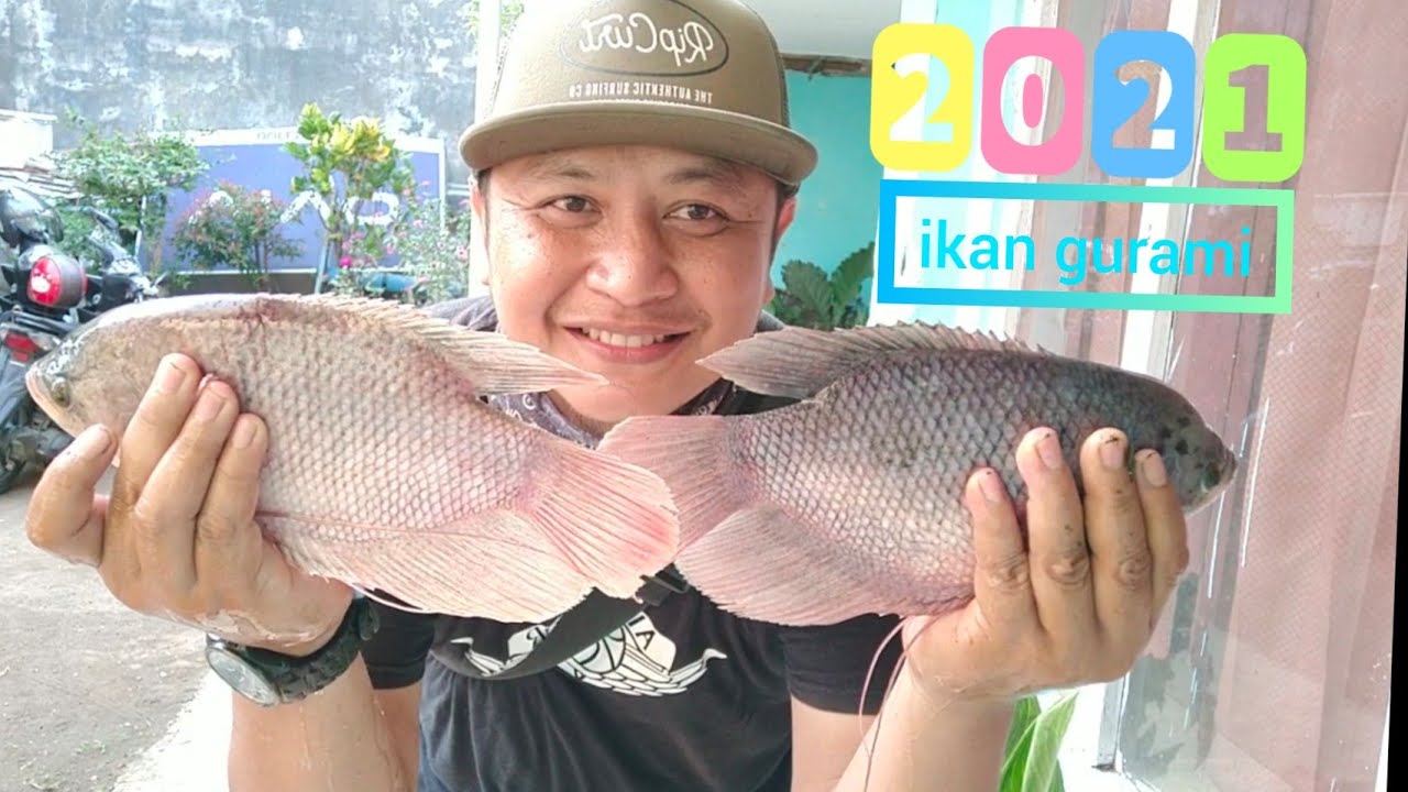 spot ikan gurami di malang