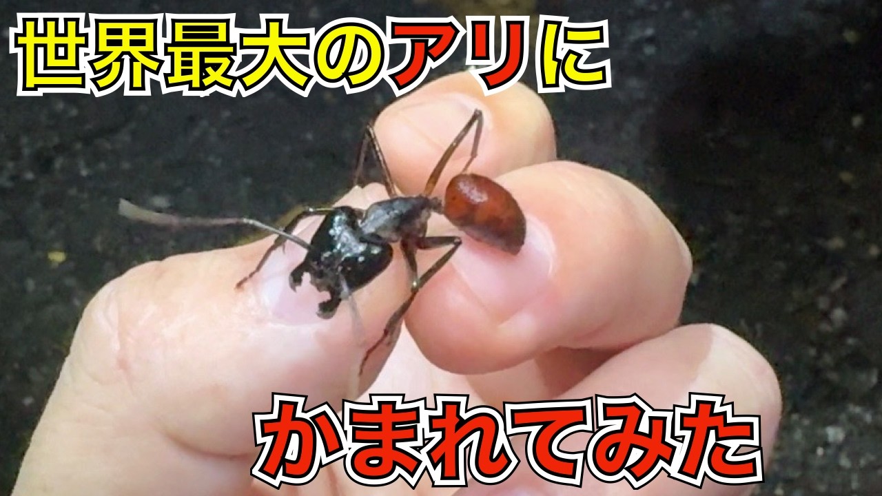 【修正・再アップ】世界最大のアリ『ギガスオオアリ』に咬まれるとえらいことになる 〜シンガポール自然観察紀〜