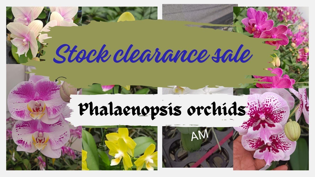 Stock clearance sale for phalaenopsis orchids... Don't miss it YouTube