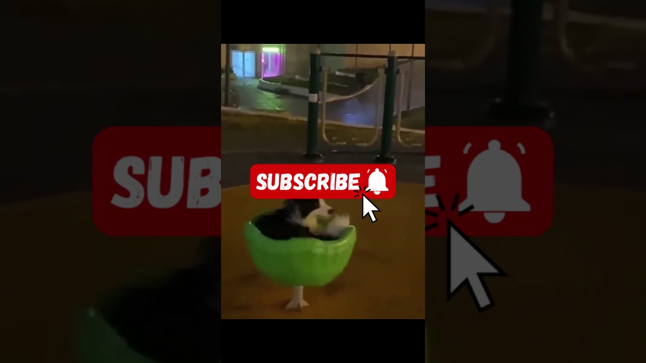 Dog Enjoying the Swing Like a Kid 😂🐶 | Funny Dog Video 