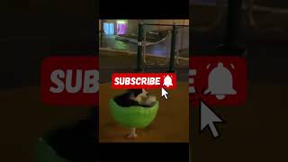 Dog Enjoying the Swing Like a Kid 😂🐶 | Funny Dog Video #shorts