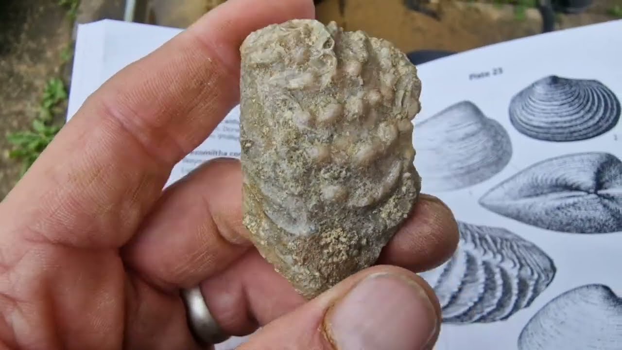 Osmington mills to Black Head fossil hunt   DJ FOSSILS