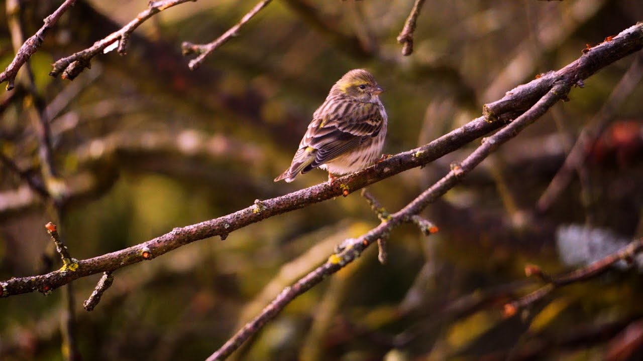 LES VOISINS D'EN FACE 👁️ | Contemplative movie