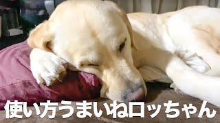 【ロキには勝てず。】いつも取られる#dog #犬 #大型犬八王子