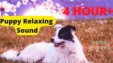 Newborn Puppy Sound - CUTEST Relaxing Puppy Sound - 4 HOUR+ Dog Sound To Relax
