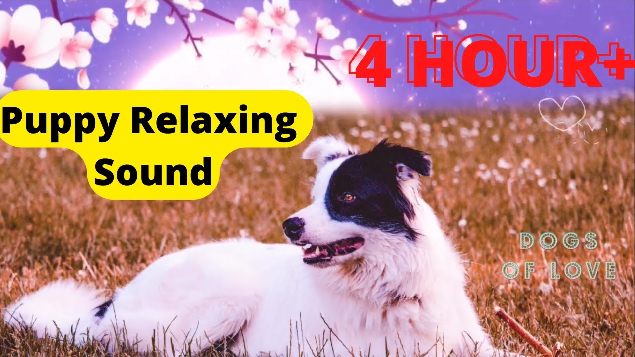 Newborn Puppy Sound CUTEST Relaxing Puppy Sound 4 HOUR+ Dog Sound