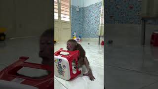 smart monkey Asher sitting on the chair and taking care of baby Bob#shorts