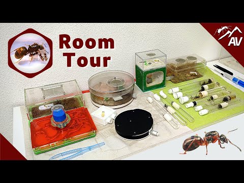 Ant Room Tour