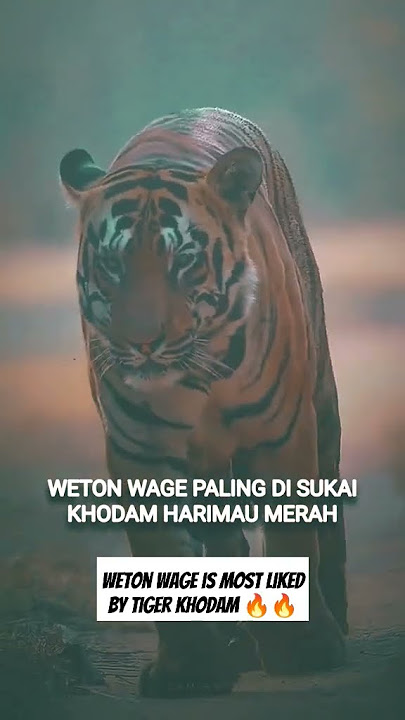 Weton wage is most liked by tiger khodam π₯π₯ #mistis#ceritajawa #khodam