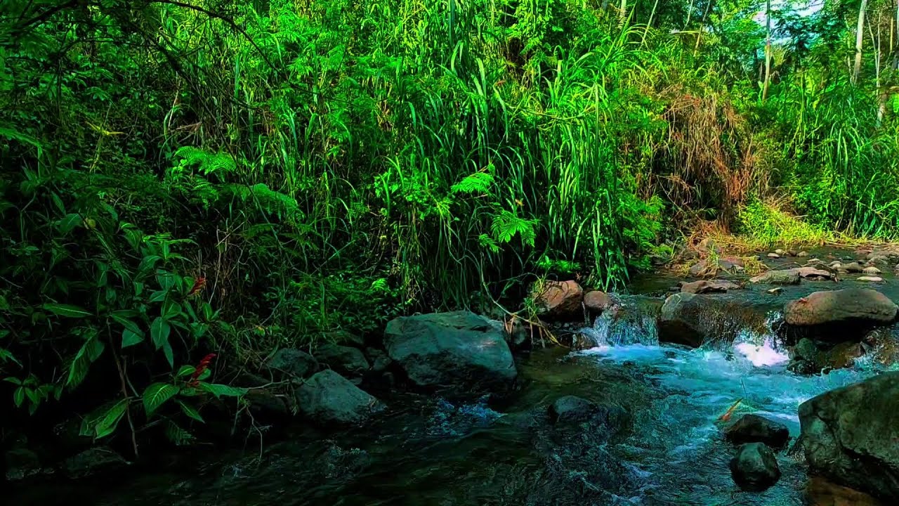 Cure Rivier Delightful Water Sounds of the River Cures Stress, Calming water ...