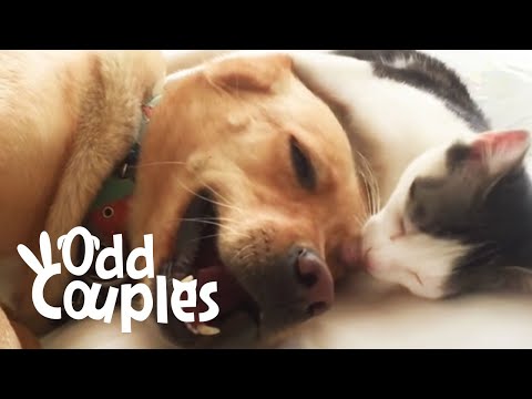 Dog Loves To Be Groomed By Her Cat Brother | The Dodo Odd Couples - Dog Loves To Be Groomed By Her Cat Brother | The Dodo Odd Couples