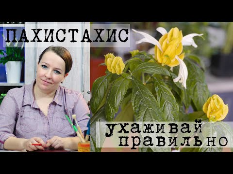 Цветы пахистахис уход в домашних условиях