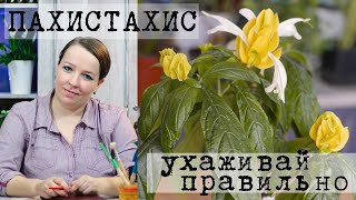 видео: Пахистахис - уход в домашних условиях картинка: Пахистахис - уход в домашних условиях
