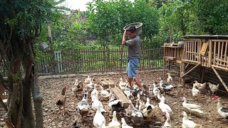 SENANG melihat entog makannya rakus