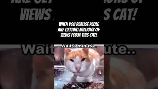 the cat be like:wh-what did I do #trending #funny #funnycats #memes #funnypet #lol