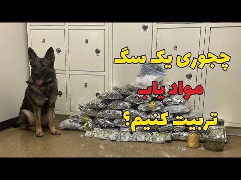 با این 5 حرکت سگت رو موادیاب کن