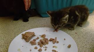 HANGRY KITTEN tries solid food for first time  decides her human also quite tasty!