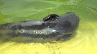 The story of cardiff's famous billy seal as sung by hennessys folk
group. lived in early 20th century victoria park cardiff after being
homed there when he was ...