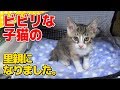 【子猫】ビビリな子猫の里親になりました。：1日目【kitten】