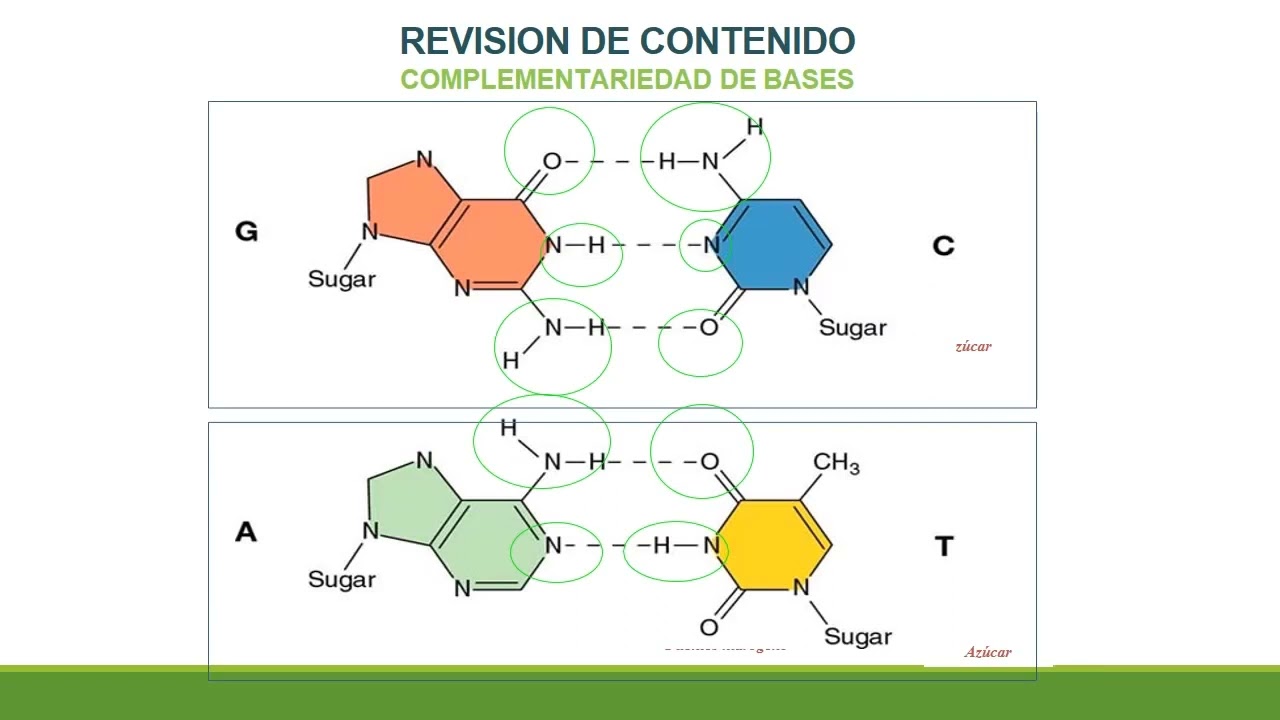 Mutaciones Génicas (Parte I)