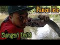 Mancing ikan di sungai || panen strike ikan lele