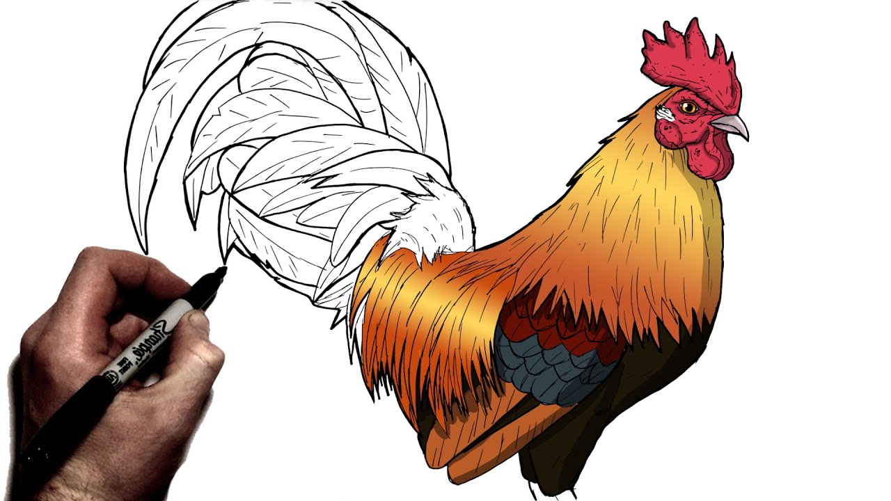 How To Draw A Rooster, Step By Step