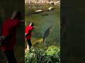 Crazy Fishing Method Using a Homemade Slingshot #amazing #slingshot #shorts