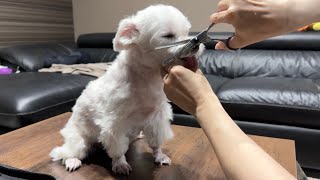 トリミングを終えたばかりの犬をママがカットした結果…