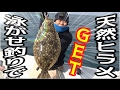 #2 カワハギ釣りのはずがとんでもない魚が！？